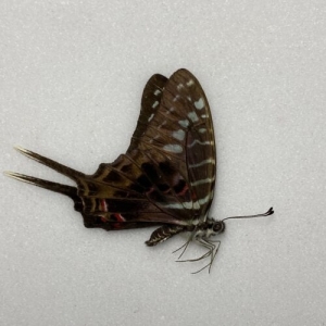 FOR SALE, Graphium for sale from Tanzania