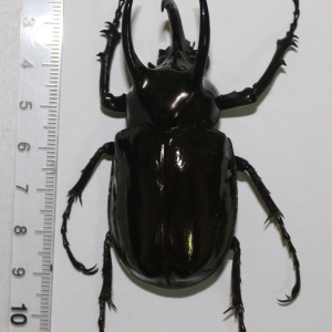 EBAY, Chalcosoma atlas sintae