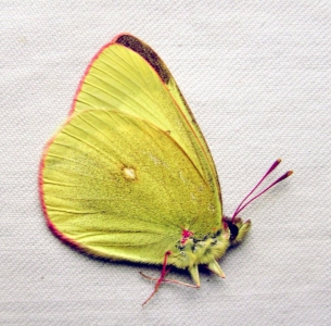 FOR SALE, Colias from Russia and adjacent countries