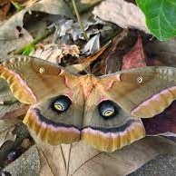 WANT TO BUY, Live moths/butterflies.