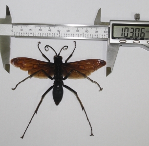 EBAY, Huge Hymenoptera