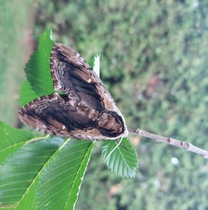 FOR SALE, Ceratomia Amyntor pupae