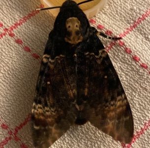 FOR SALE, Acherontia Atropos Pupae - Death head hawk moth 