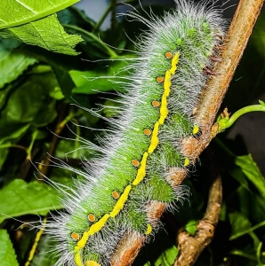 FOR SALE, Neoris bergmanni and Neoris shadulla cocoons