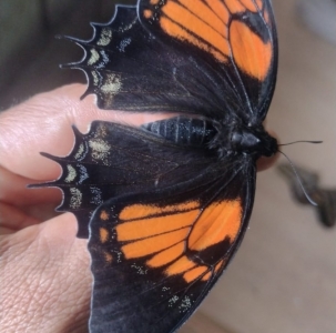 FOR SALE, Papilio cacicus inca f. zaddachi - FEMALE