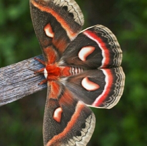 FOR SALE, Hyalophora cecropia eggs 