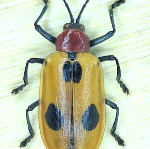 EBAY, CHRYSOMELIDAE  ALURNUS sp.