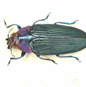 EBAY, BUPRESTIDAE  COLOBOGASTER  sp. rare 3.5cm