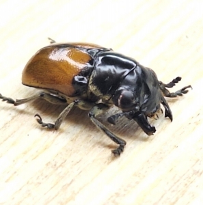 EBAY, SCARABAEIDAE sp.