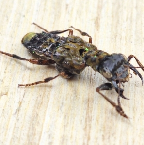 EBAY, STAPHYLINIDAE sp.  female 