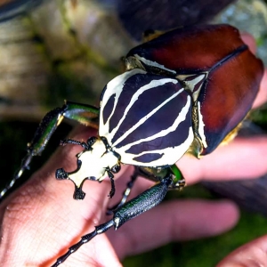 FOR SALE, Beetles from Cameroon