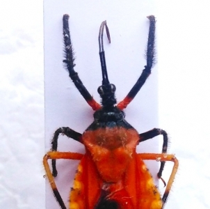 FOR SALE, Heteroptera, Reduviidae