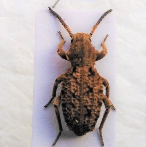 FOR SALE, Tenebrionidae