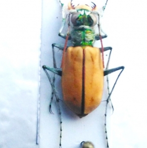 FOR SALE, Cicindelidae