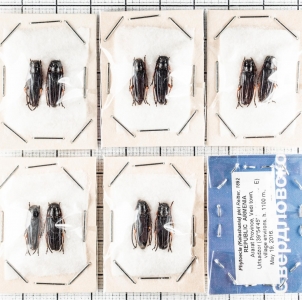 FOR SALE, Phytoecia (Kalashania) pici. ARMENIA 