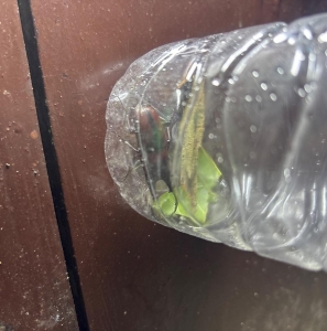 FOR SALE, Stag beetle for sale live stock