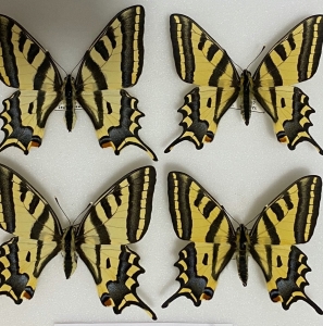 FOR SALE, Papilio alexanor