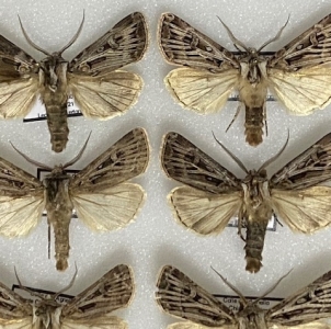 FOR SALE, Agrotis mayrorum