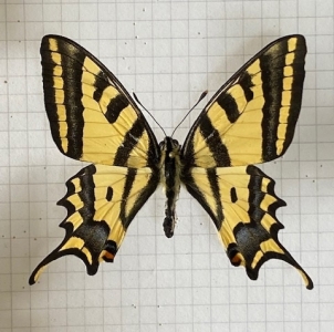 FOR SALE, Papilio alexanor radighieri