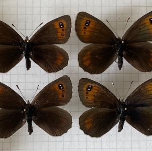 FOR SALE, Erebia scipio