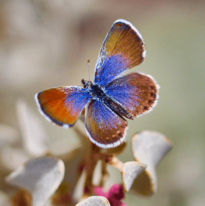 WANT TO BUY, Looking for Western Pygmy Blue deadstock 