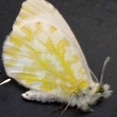 FOR SALE, Iberochloe tagis extreme albino