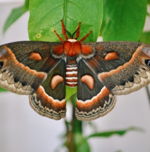 FOR SALE, Hyalophora cecropia eggs 