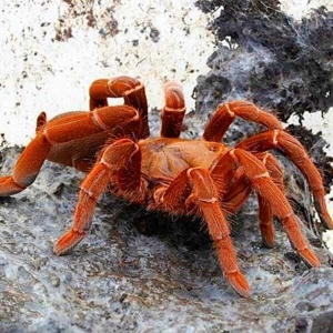 FOR SALE, King Baboon Tarantula