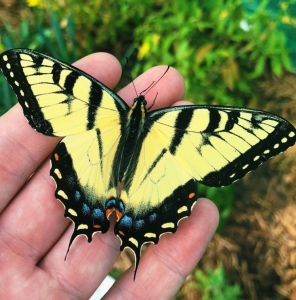 FOR SALE, Papilio glaucus eggs 