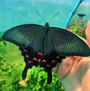 FOR SALE, Papilio dehaani eggs 