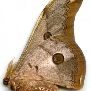 EBAY, MOTHS, MOTHS and more MOTHS