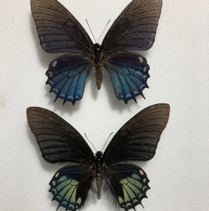 FOR SALE, pair Papilio xanthopleura