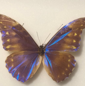 FOR SALE, Morpho augustinae