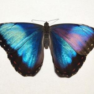 FOR SALE, Morpho helenor peleides UNIQUE PURPLE ABERRATION