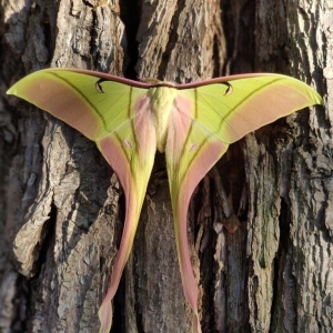 FOR SALE, Actias rhodopneuma eggs