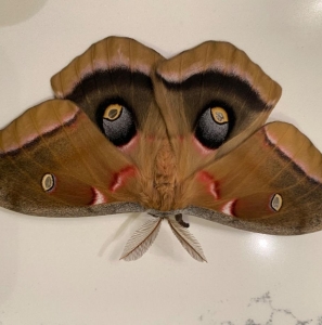 FOR SALE, Antheraea polyphemus ova