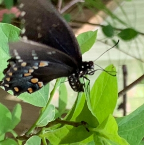 FOR SALE, Spicebush Swallowtail eggs