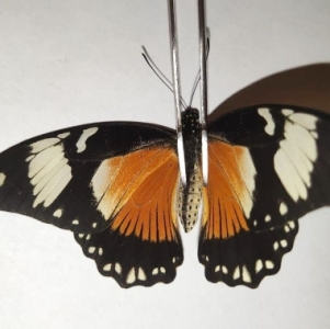 EBAY, Papilio dardanus form LAMBORNI A1 ex-pupa