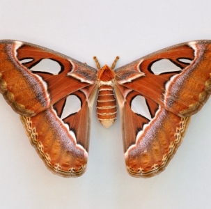WANT TO BUY, Attacus atlas- looking for cocoons or eggs