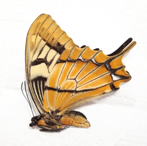 FOR SALE, Papilio esperanza