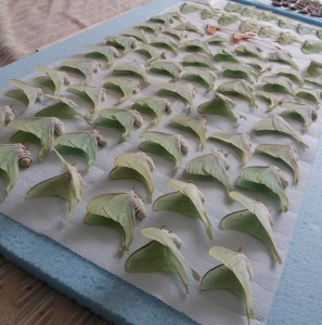 FOR SALE, Actias