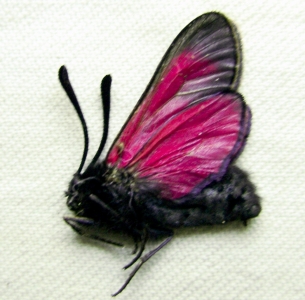 FOR SALE, Zygaena from Russia and adjacent countries