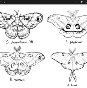 WANT TO BUY, North American Saturniidae!