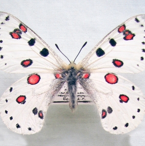 FOR SALE, Parnassius apollonius - 2 subsp. from Central Asia