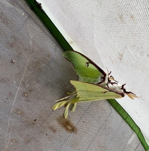 FOR SALE, Luna moth eggs