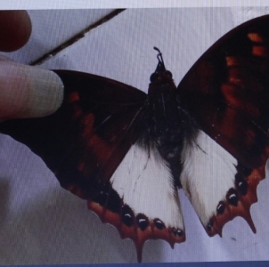 EBAY, Charaxes mars madensis