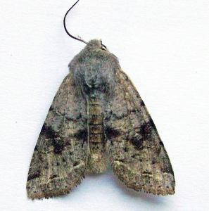 FOR SALE, Early spring Noctuidae from SE. European Russia