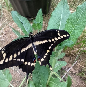 WANT TO BUY, Looking for Eastern Swallowtail Pupae