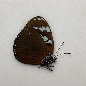 EBAY, Butterflies for sale from Uganda/Tanzania
