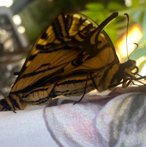 FOR SALE, Papilio rutulus ova